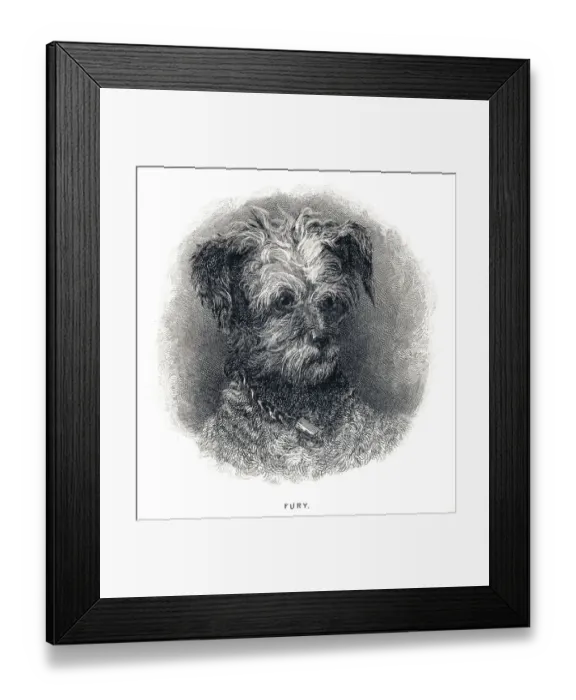 Framed Print : Terrier Dog engraving 1841 Framed Print : Terrier Dog engraving 1841