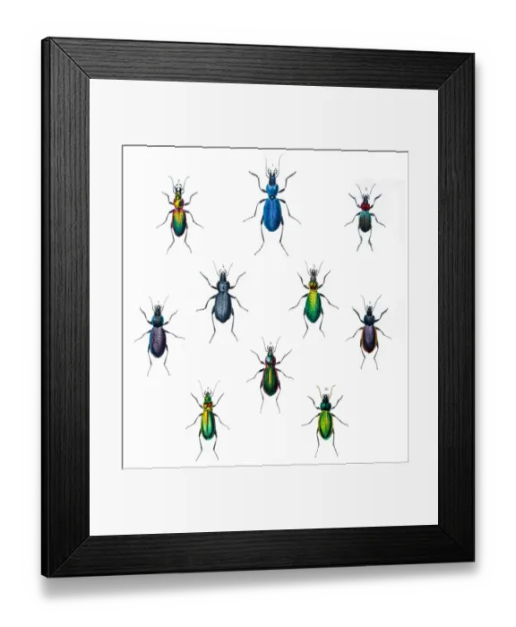 Framed Print : Beetles illustration 1853 Framed Print : Beetles illustration 1853