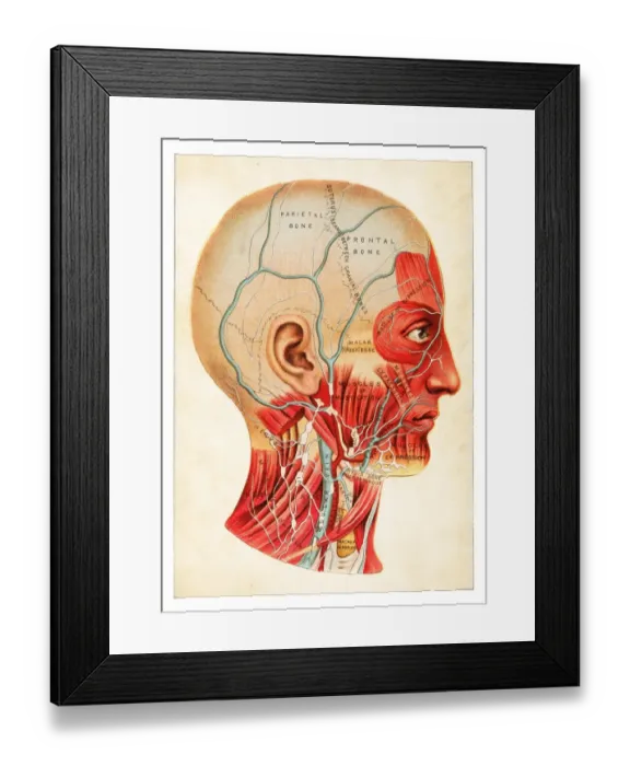 Framed Print : Human Anatomy illustration 1891