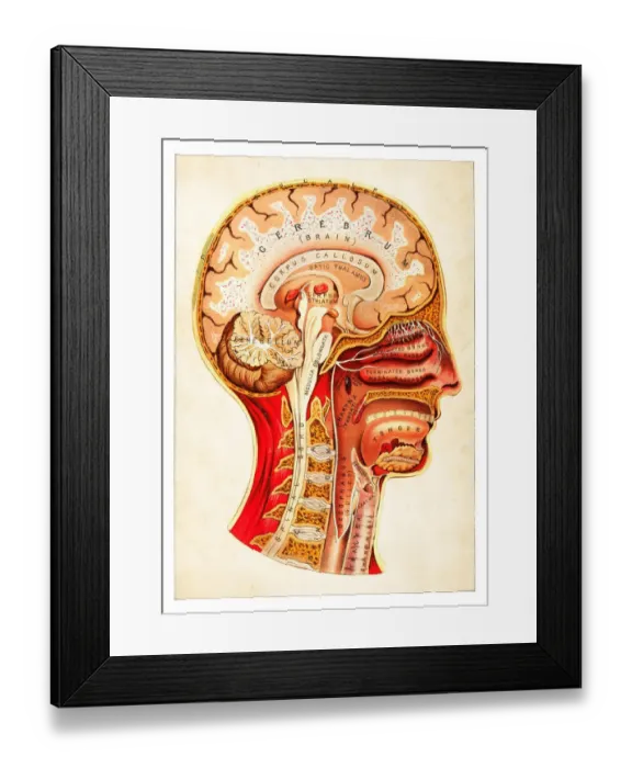Framed Print : Human Anatomy illustration 1891 Framed Print : Human Anatomy illustration 1891