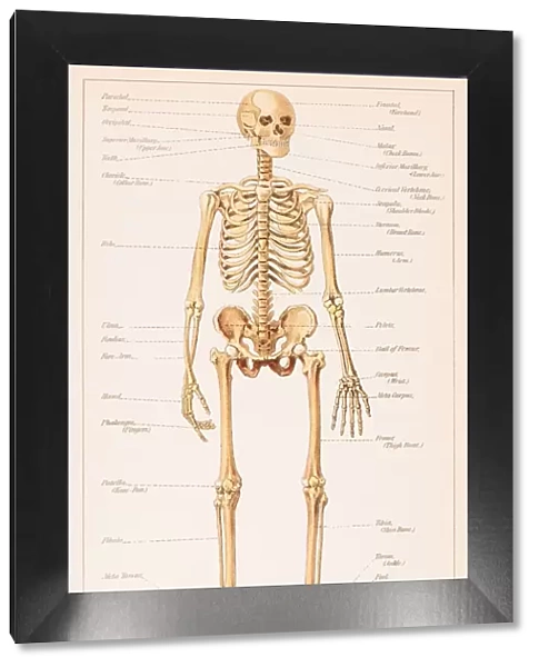 Human Skeleton illustration 1891