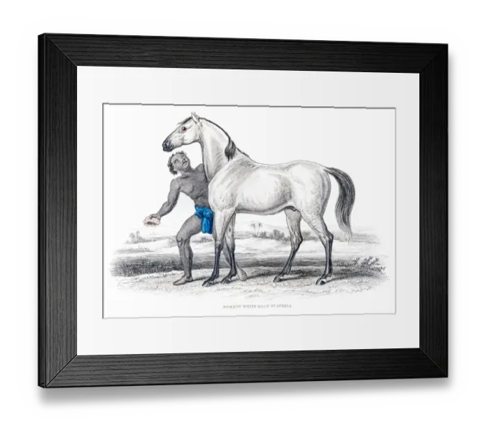 Framed Print : African white race horse 1841 Framed Print : African white race horse 1841