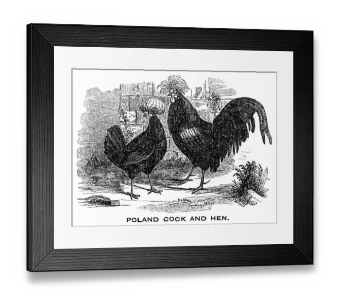 Framed Print : Cock and Hen engraving 1844