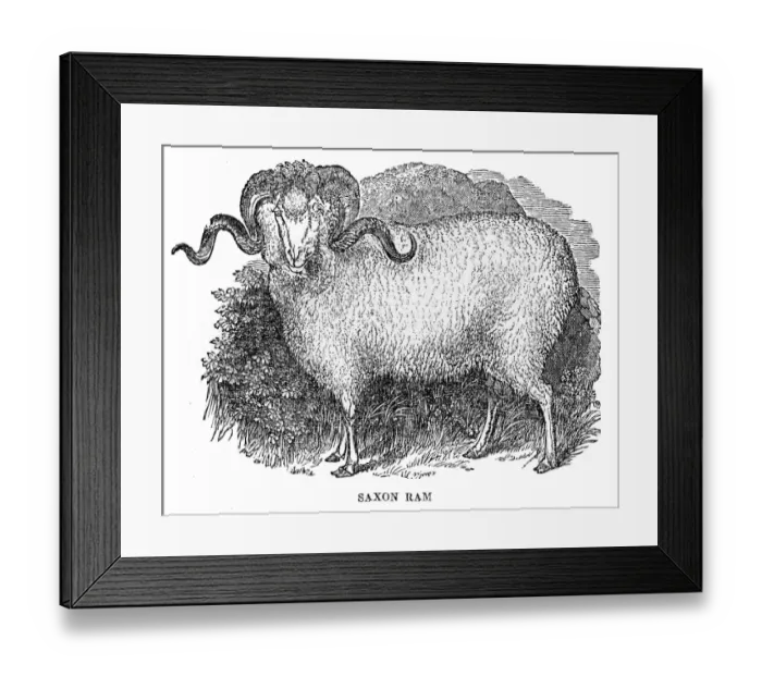 Framed Print : Saxon ram engraving 1844 Framed Print : Saxon ram engraving 1844