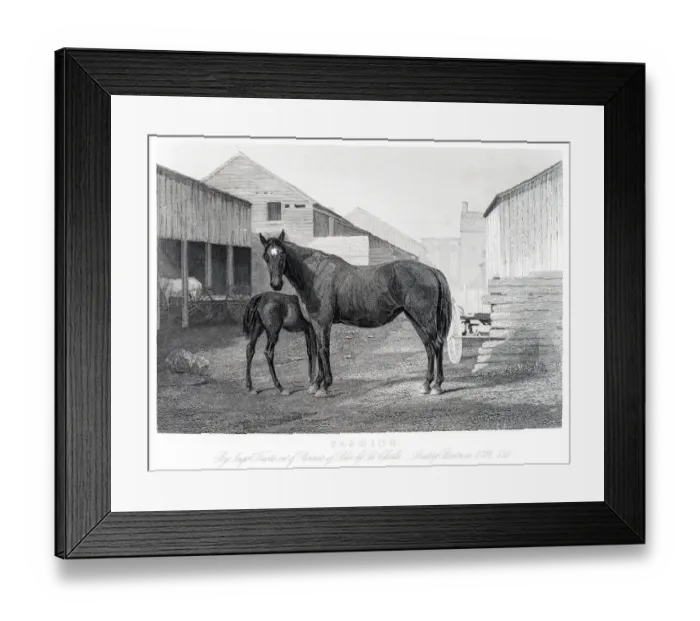 Framed Print : Horse and colt engraving 1857 Framed Print : Horse and colt engraving 1857