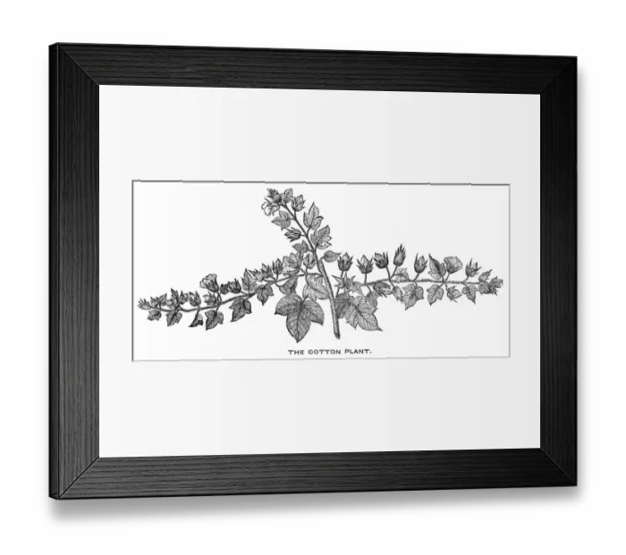Framed Print : Cotton plant engraving 1844 Framed Print : Cotton plant engraving 1844