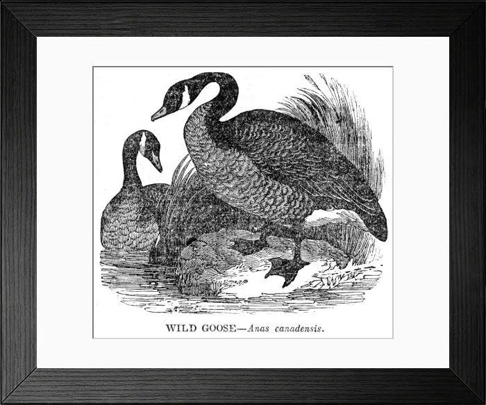 Framed Print : Wild Goose engraving 1841 Framed Print : Wild Goose engraving 1841