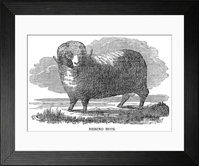 Framed Print : Merino buck engraving 1844 Framed Print : Merino buck engraving 1844