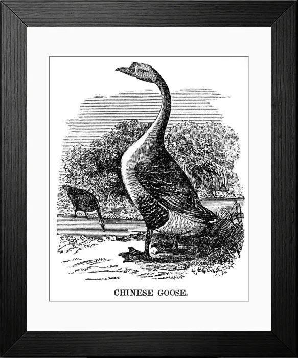 Framed Print : Chinese Goose engraving 1841 Framed Print : Chinese Goose engraving 1841