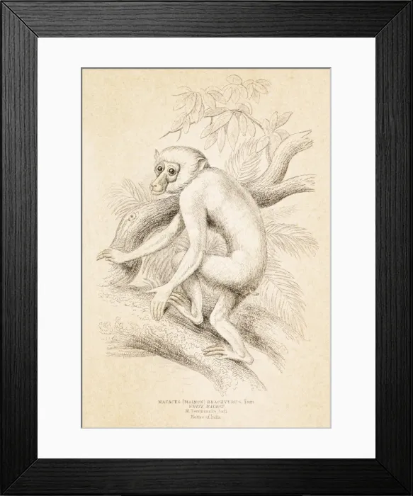 Framed Print : Macaque engraving 1855 Framed Print : Macaque engraving 1855