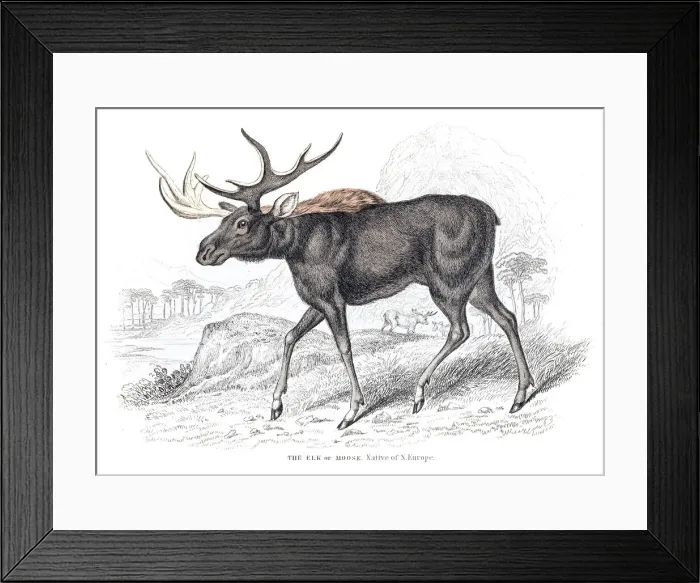 Framed Print : Moose engraving 1855 Framed Print : Moose engraving 1855