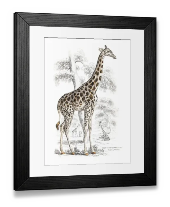Framed Print : Giraffe engraving 1855 Framed Print : Giraffe engraving 1855