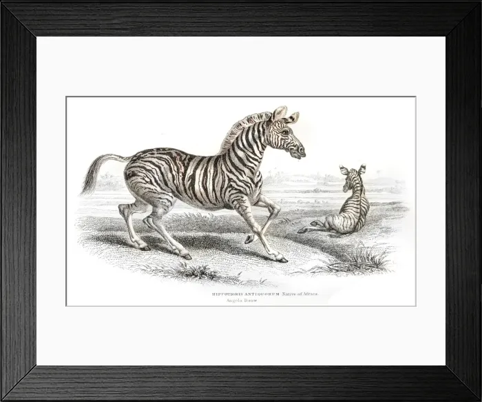 Framed Print : Zebra engraving 1841 Framed Print : Zebra engraving 1841