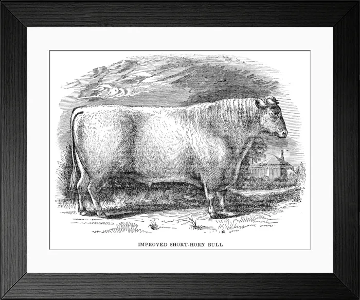 Framed Print : Improved Short horn bull 1841 Framed Print : Improved Short horn bull 1841
