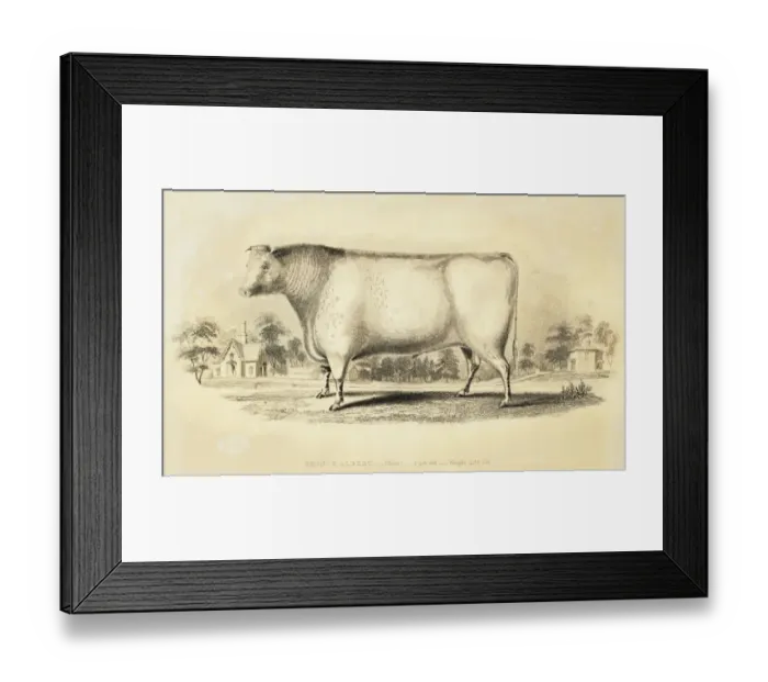 Framed Print : Improved Short horn bull 1841 Framed Print : Improved Short horn bull 1841
