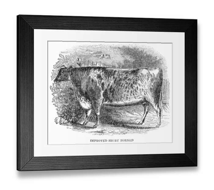 Framed Print : Improved Short horn bull 1841 Framed Print : Improved Short horn bull 1841