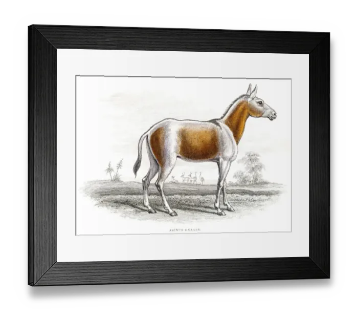 Framed Print : Persian onager illustration 1841 Framed Print : Persian onager illustration 1841