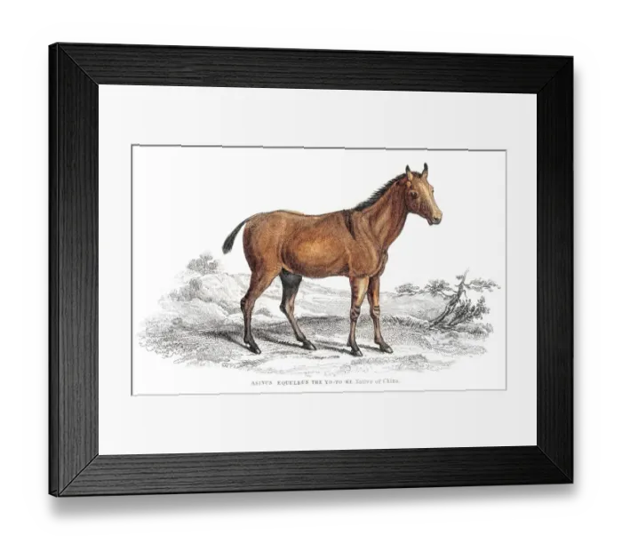 Framed Print : Chinese donkey 1841