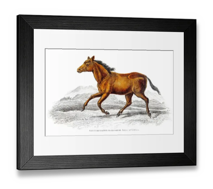 Framed Print : Wild horse 1841 Framed Print : Wild horse 1841