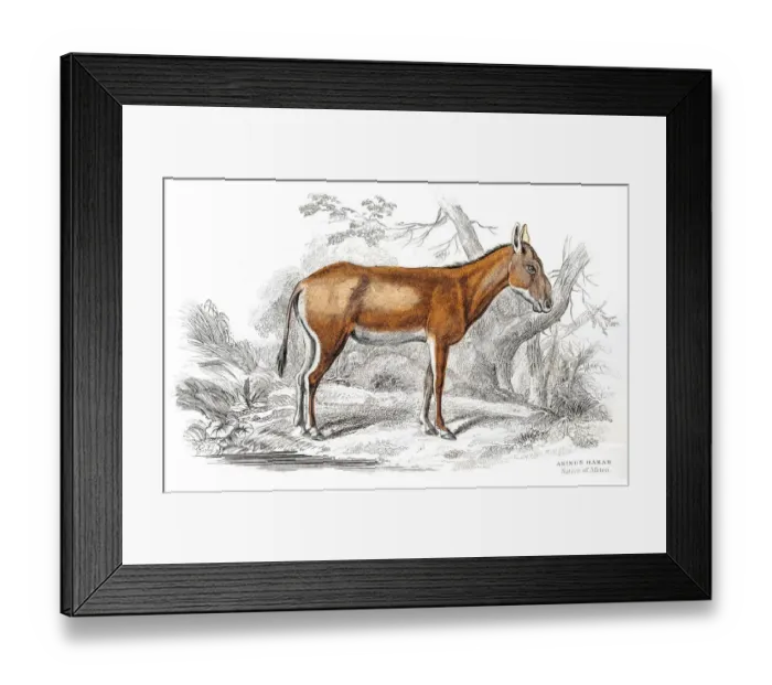 Framed Print : African donkey 1841 Framed Print : African donkey 1841