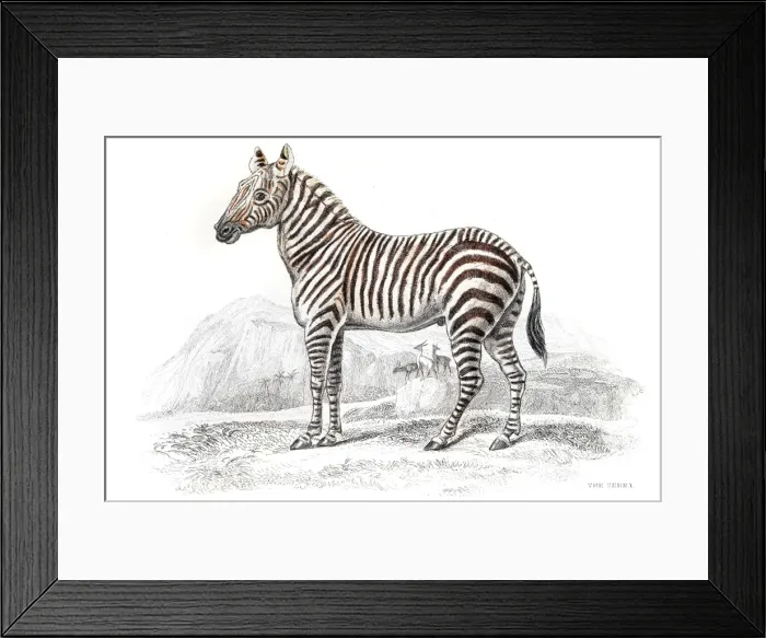 Framed Print : Zebra engraving Framed Print : Zebra engraving