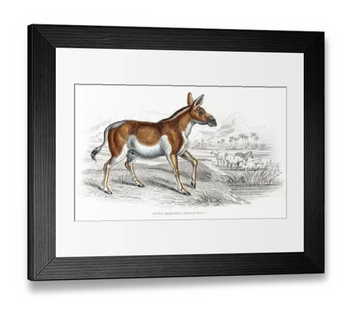 Framed Print : Quagga male extinct engraving 1841 Framed Print : Quagga male extinct engraving 1841