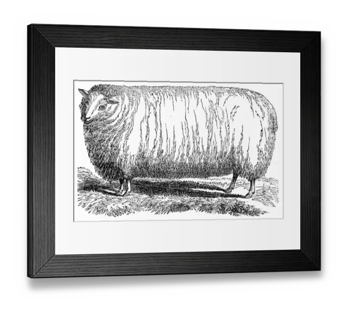Framed Print : Wool Sheep engraving 1841 Framed Print : Wool Sheep engraving 1841