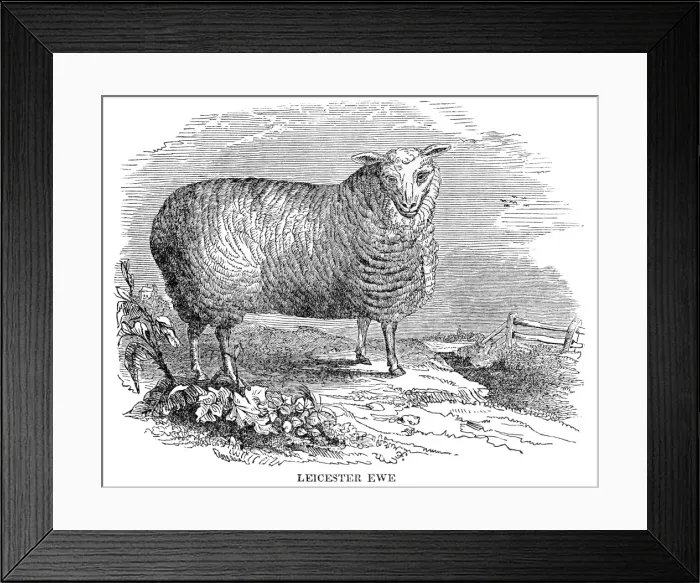 Framed Print : Leicester sheeps engraving 1841