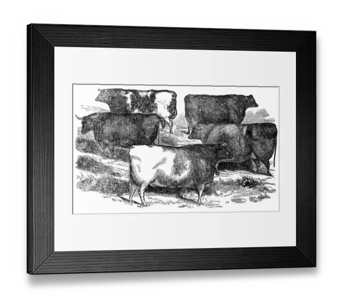 Framed Print : Cattle engraving 1841 Framed Print : Cattle engraving 1841