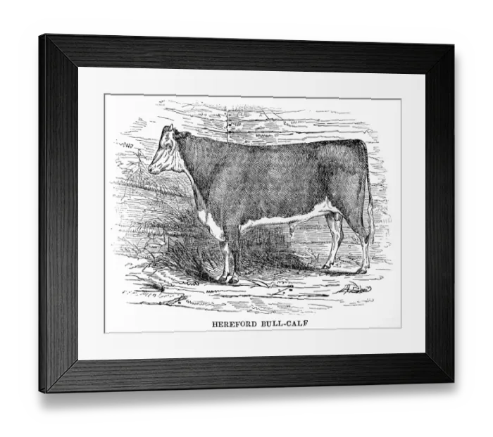 Framed Print : Hereford bull calf 1841 Framed Print : Hereford bull calf 1841