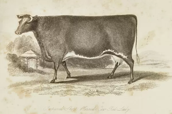 Improved Short horn cow 1841