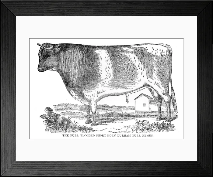 Framed Print : Full blooded Short horn bull 1841