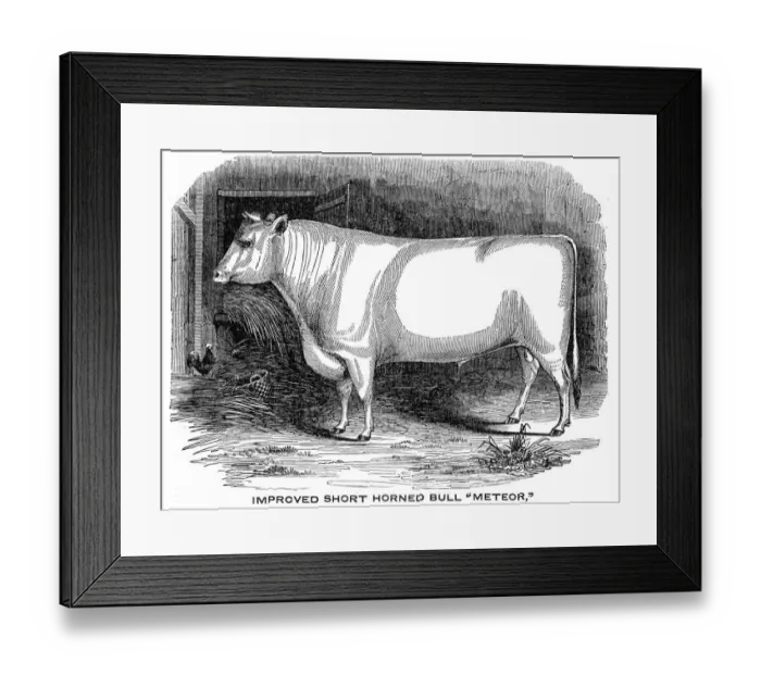 Framed Print : Improved Short horn bull 1841 Framed Print : Improved Short horn bull 1841
