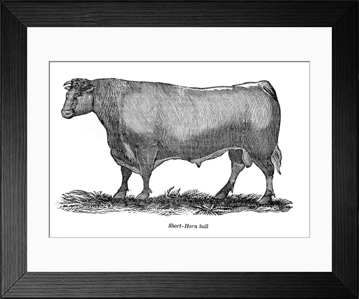 Framed Print : The Short horn bull 1841 Framed Print : The Short horn bull 1841