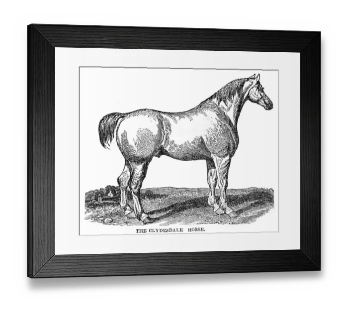 Framed Print : The Clydesdale horse 1841