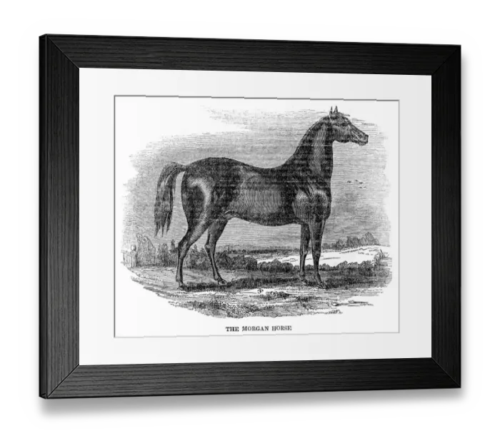 Framed Print : The Morgan horse 1841 Framed Print : The Morgan horse 1841