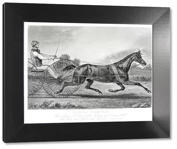 Harness racing horse engraving 1857