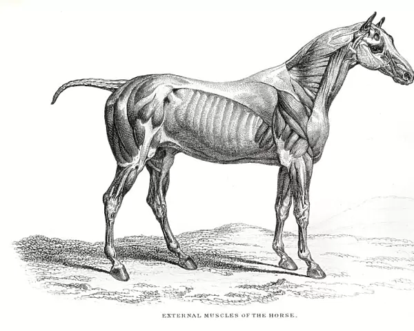 External Muscles of the Horse