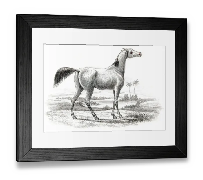 Framed Print : Arabian horse 1841 Framed Print : Arabian horse 1841