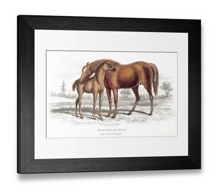 Framed Print : Brood mare horse and foal 1841 Framed Print : Brood mare horse and foal 1841