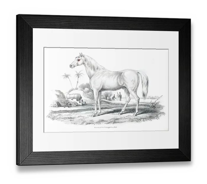 Framed Print : Marengo Bonapartes horse 1841 Framed Print : Marengo Bonapartes horse 1841