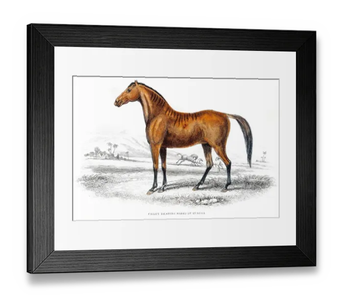 Framed Print : Horse Zebra mix engraving 1841 Framed Print : Horse Zebra mix engraving 1841