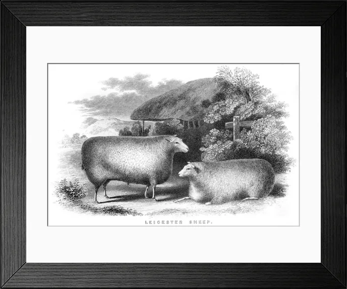 Framed Print : Leicester sheeps engraving 1850 Framed Print : Leicester sheeps engraving 1850