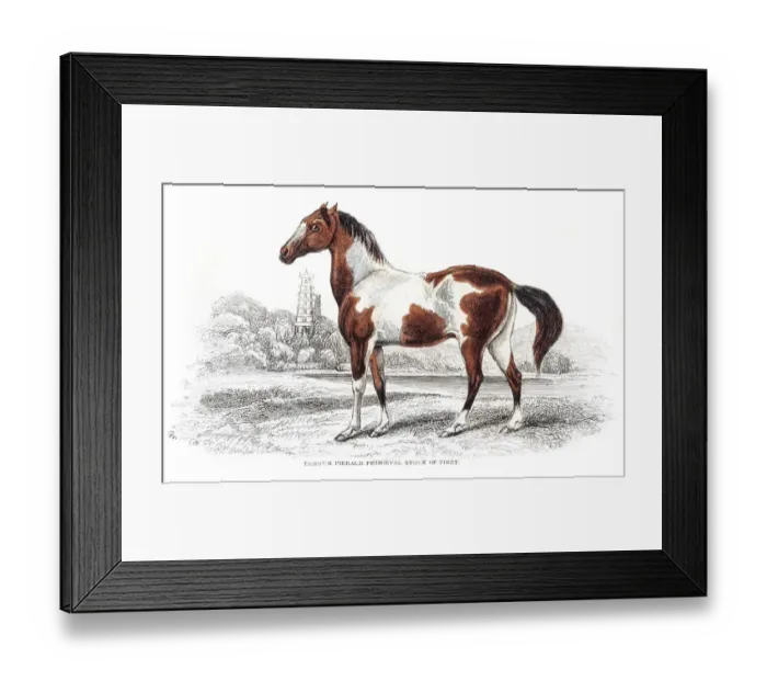 Framed Print : Pieabald spottted horse 1841 Framed Print : Pieabald spottted horse 1841