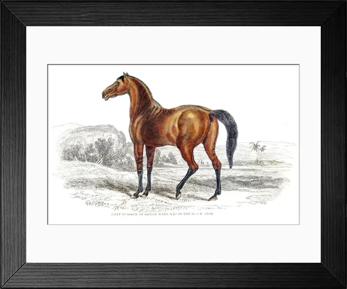 Framed Print : Colt of brood mare engraving 1841 Framed Print : Colt of brood mare engraving 1841
