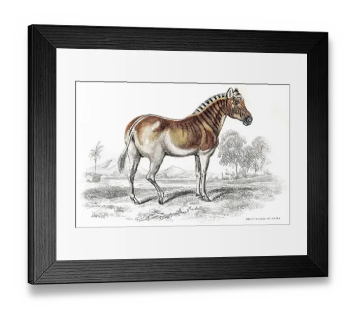 Framed Print : Quagga Zebra extinct engraving 1841 Framed Print : Quagga Zebra extinct engraving 1841