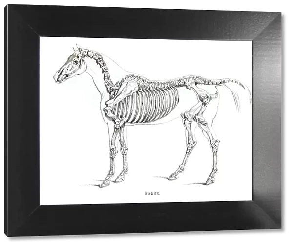 Horse skeleton engraving 1841