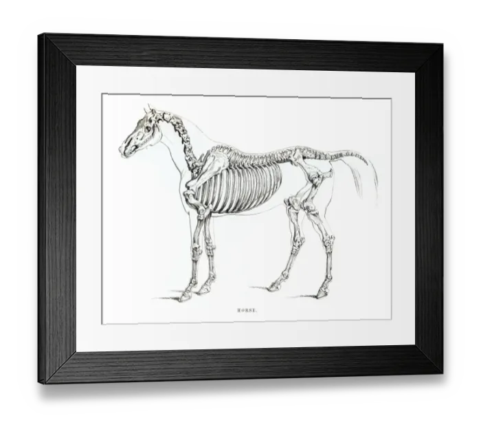 Framed Print : Horse skeleton engraving 1841 Framed Print : Horse skeleton engraving 1841