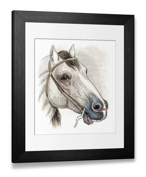 Framed Print : Hungarian horse Engraving 1841 Framed Print : Hungarian horse Engraving 1841