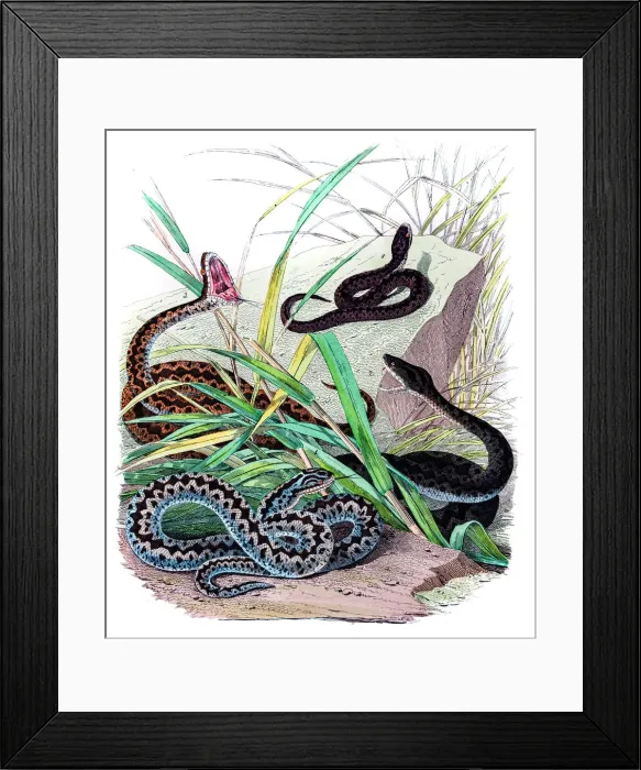 Framed Print : Viper snakes engravings 1853 Framed Print : Viper snakes engravings 1853